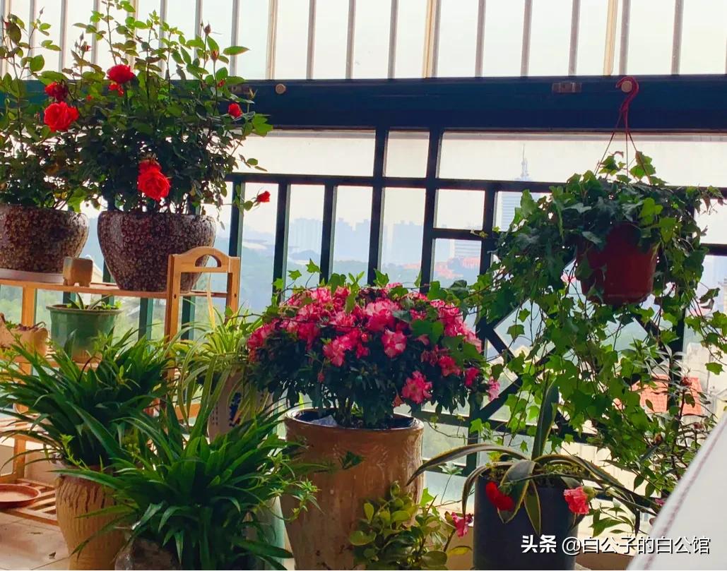 花香袭人抖音,花香袭人电影免费观看