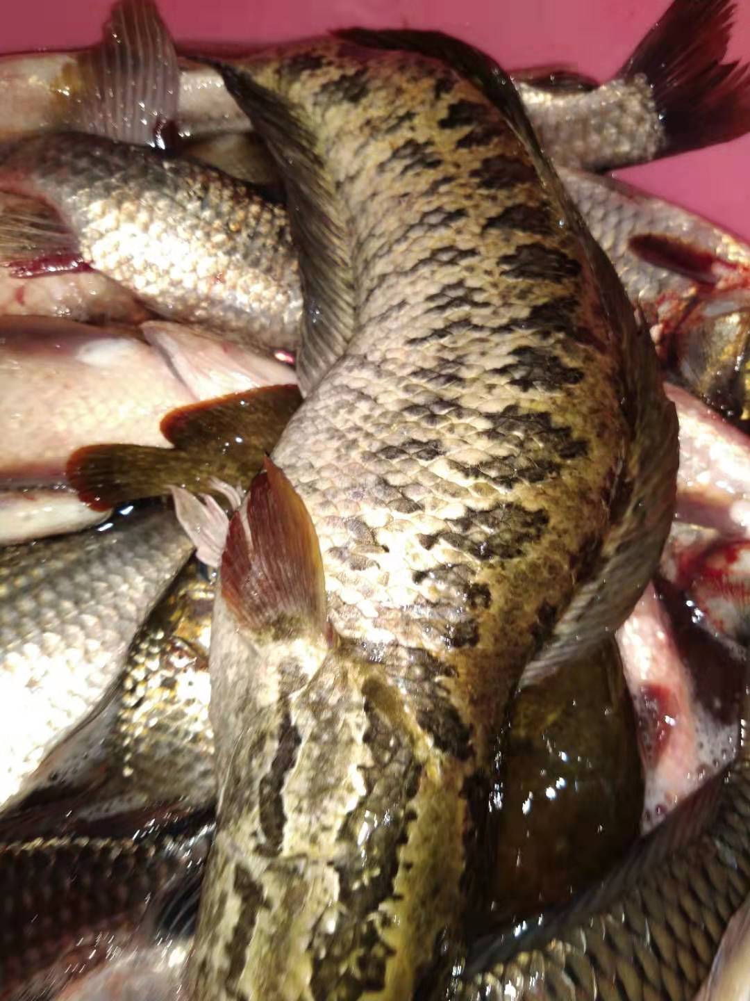 夏季台钓黑鱼怎么钓最好,夏季黑鱼路亚钓法教学