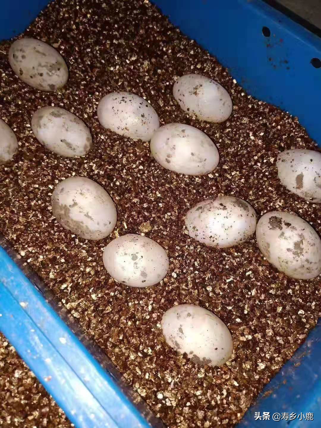 亚洲巨龟蛋孵化时间,亚巨龟怎么孵化