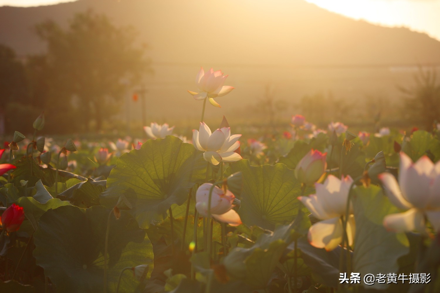 湖北京山摄影,京山摄影作品