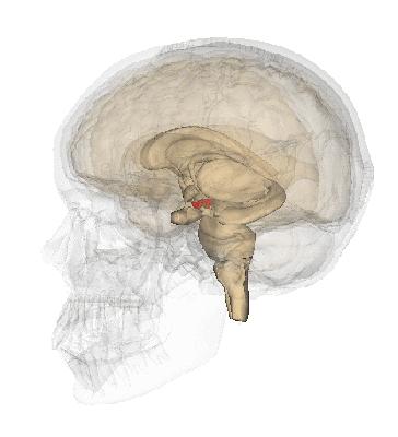 人体神经系统完整解剖图,超全神经系统解剖图近乎完美