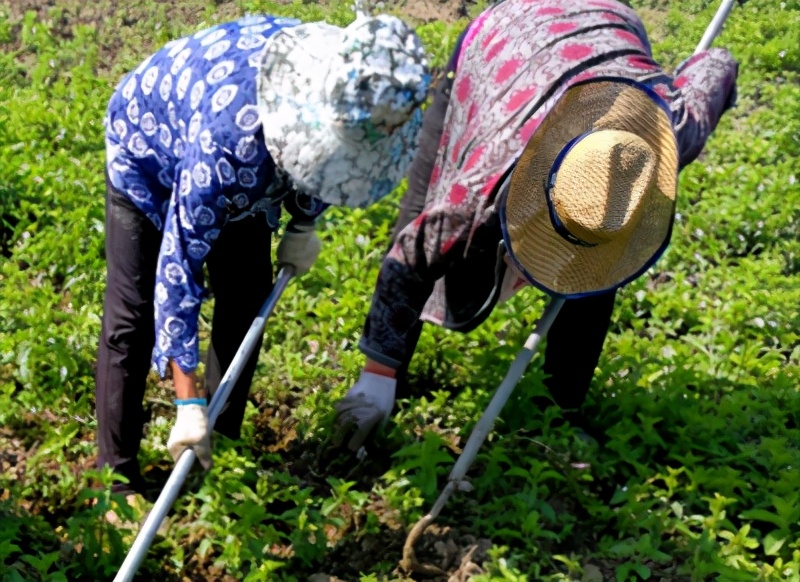 薄荷种植方法扦插,薄荷花种植方法全过程