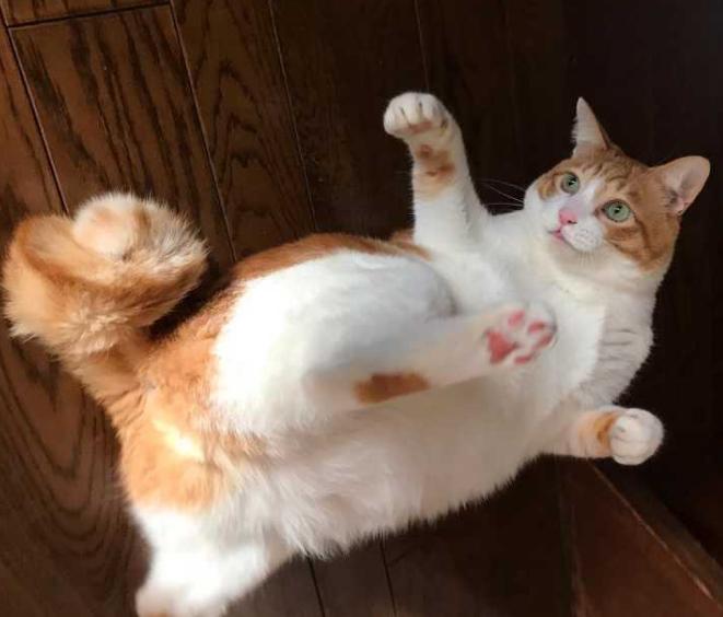 猫咪大战争功夫猫值得买吗,猫咪大战争打三阶功夫猫