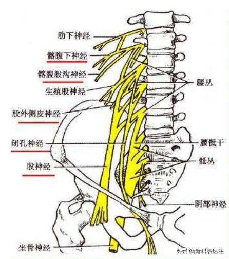 膝关节的痛的位置,膝关节疼痛原始点
