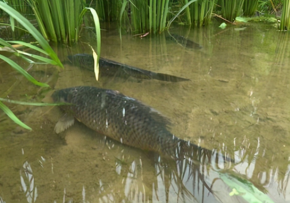 鲤鱼做贡品,鲤鱼亩产50斤