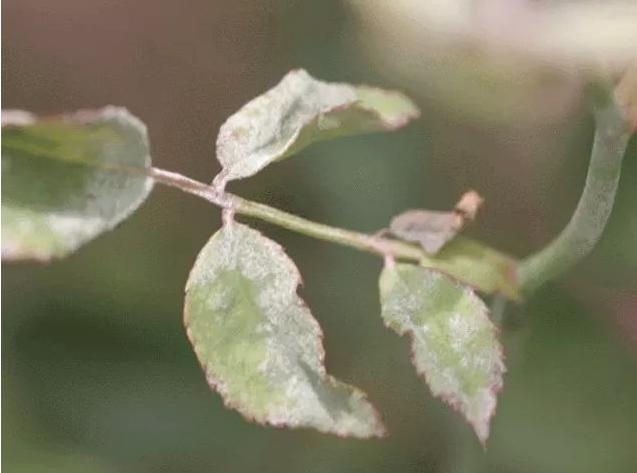 月季霜霉病与灰霉病,月季灰霉病怎么治