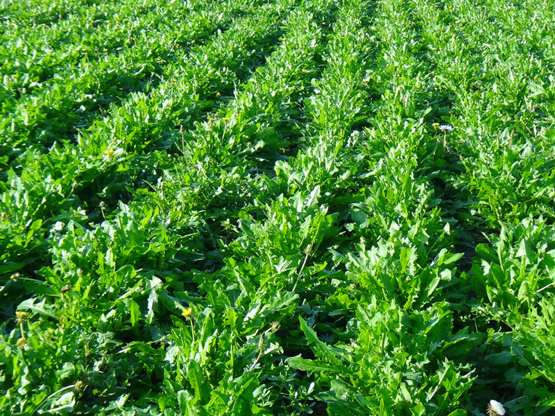 蒲公英种植技术高产,蒲公英怎样种植可高产