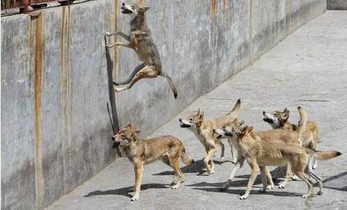 从狗的走路姿势看品种,狗的步态怎么训练