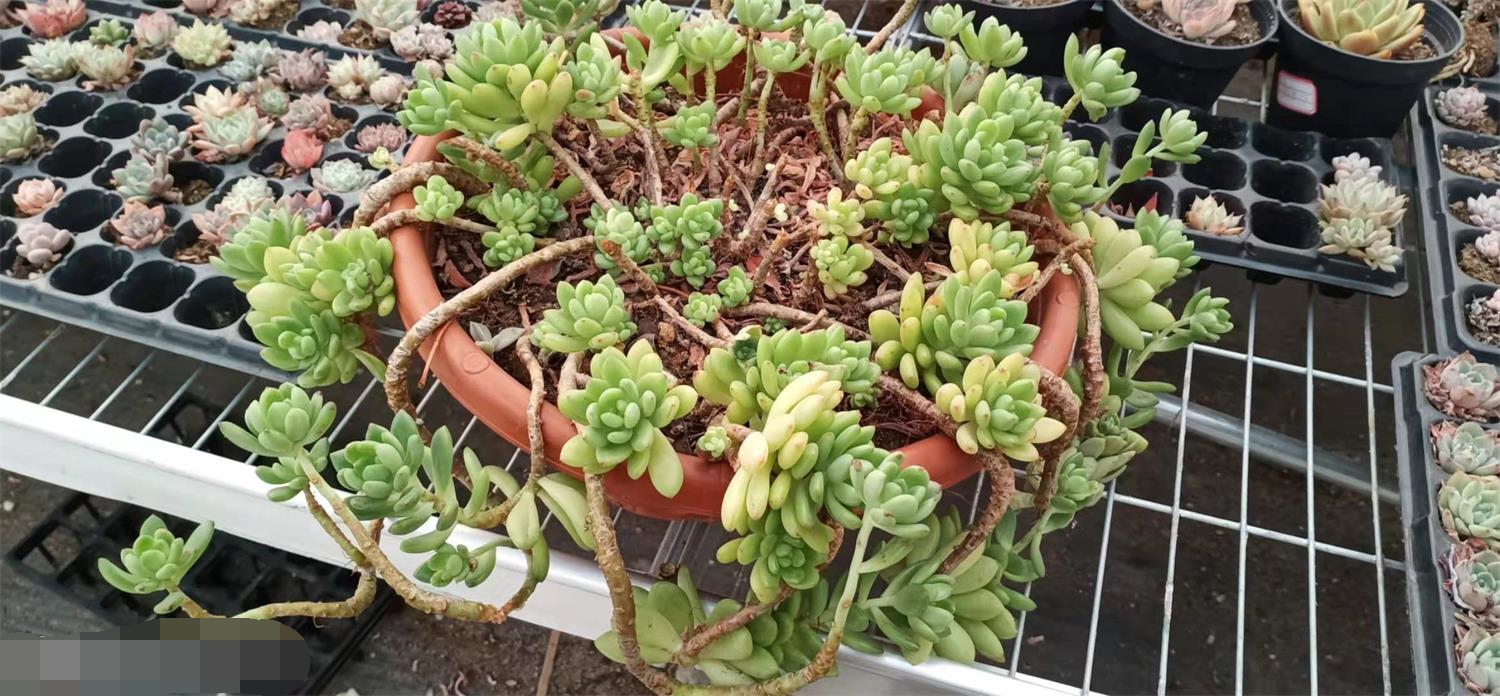 皮实好养又好看的多肉有哪些,皮实好度夏的多肉种类