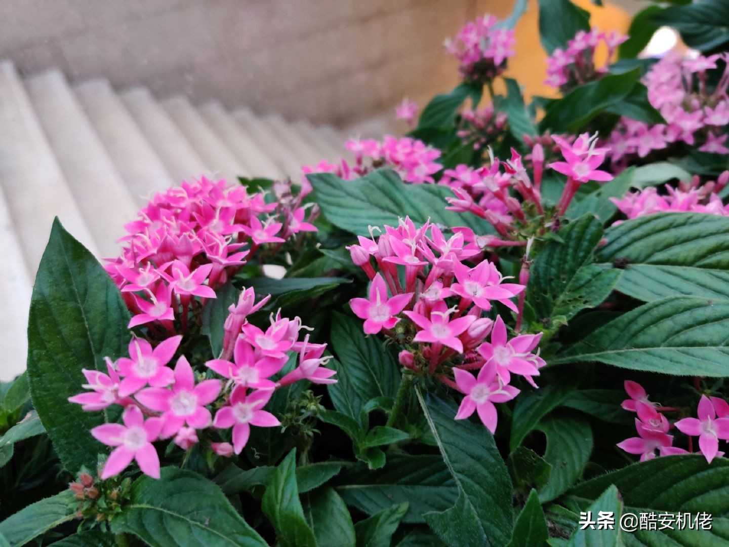 opporenoace4800万有啥优势,opporenoace真的值得入手吗