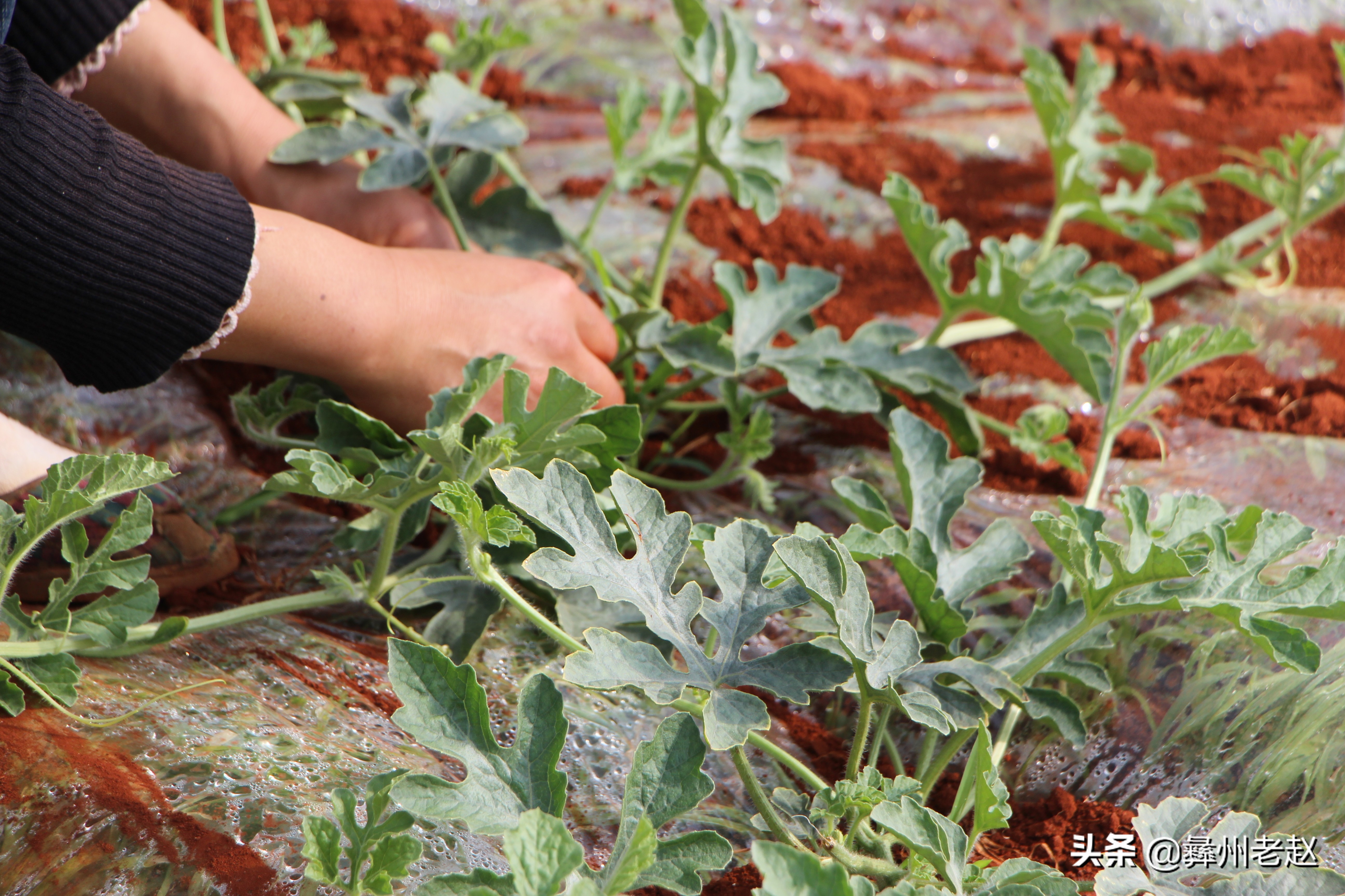 西瓜大蔓整枝能不能长大,西瓜压蔓整枝疏果等管理方法