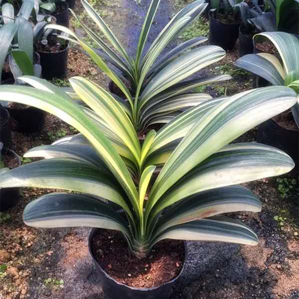 君子兰怎么样养一年多次开花,君子兰需要养几年才开花