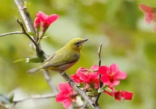 描述春天最好的十首诗句,积累十句关于春天的诗句