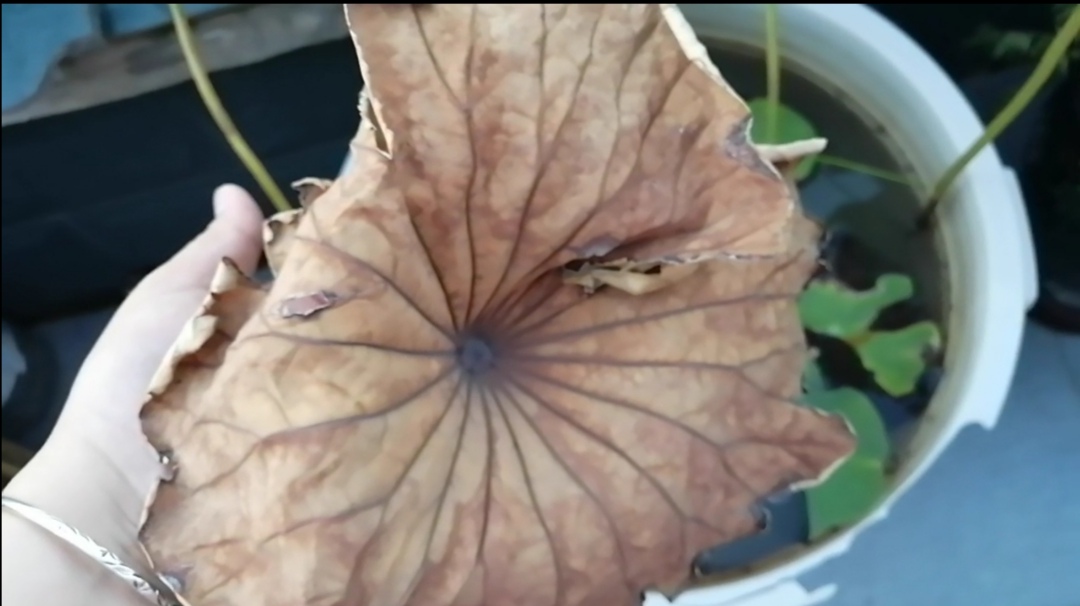 荷花进入休眠期要怎么办,荷花叶子容易干枯是什么问题