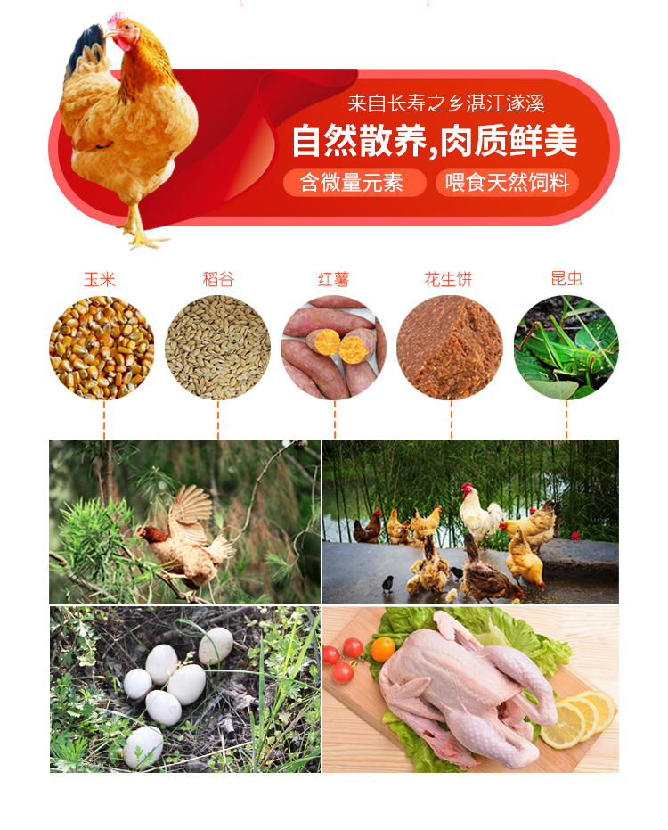 生鲜散养土鸡,乡村原生态土猪土鸡土鸭生鲜店