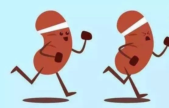 先天单侧肾脏的猫咪需要注意什么,猫咪吃药导致肾脏出问题怎么办