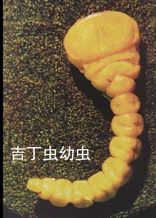 吉丁虫和钻心虫,钻心虫和吉丁虫有什么区别