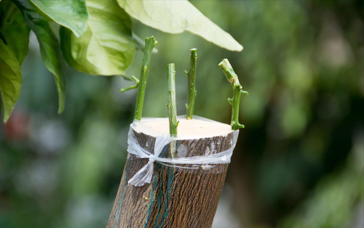 种植致富树的成功案例,农村创业种植什么树赚钱