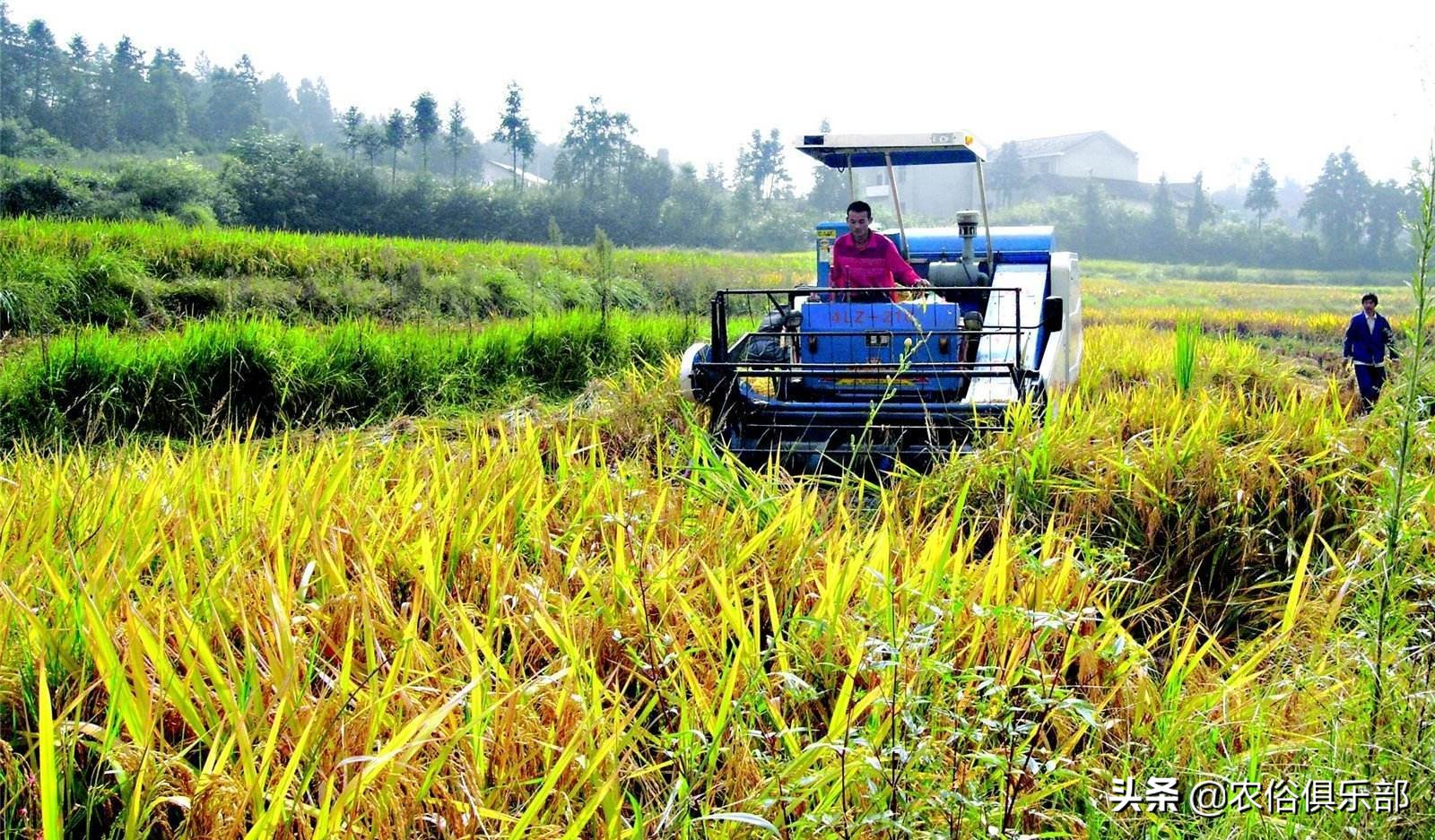 四月十二下雨谚语,四月十二的农谚