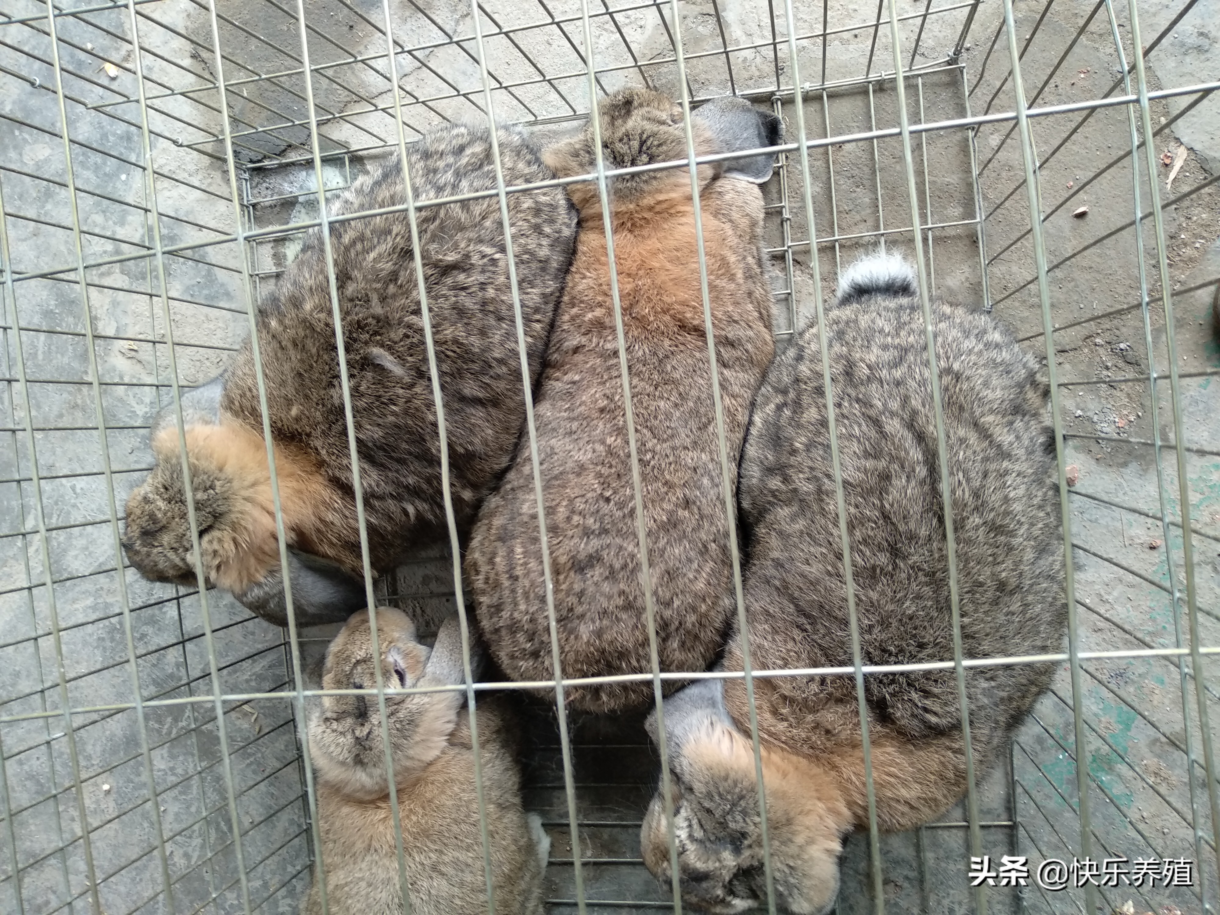 养兔如何控制养殖成本,养兔的利润与成本真实