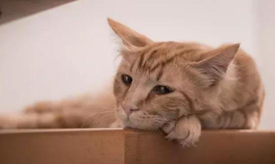 怎样预防猫的尿路结石,猫尿结石怎么治