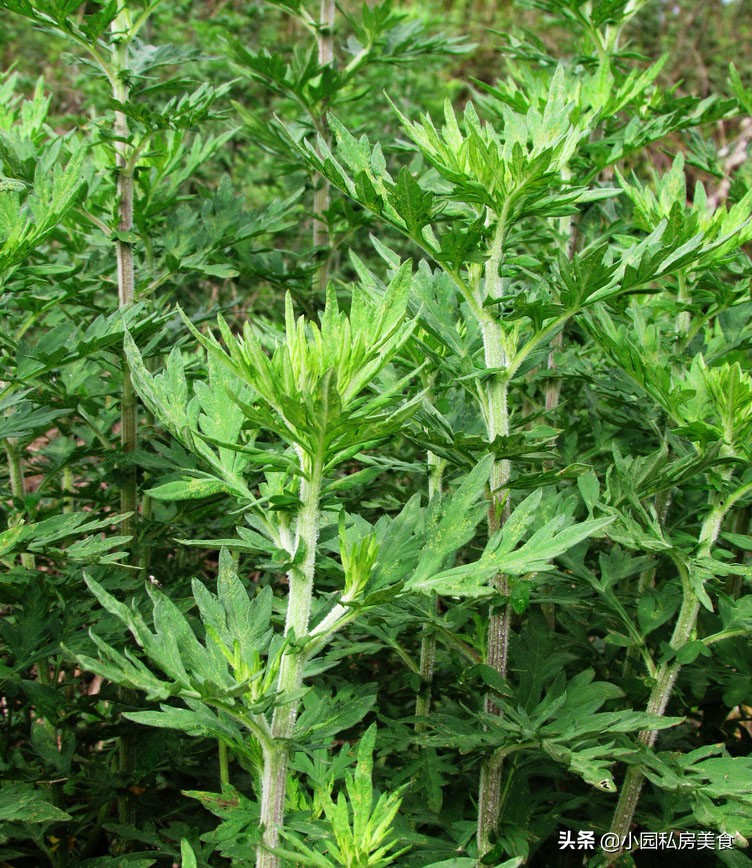 艾草鸡蛋汤，春天的美味，清香美味又营养，爱美的女人不可错过
