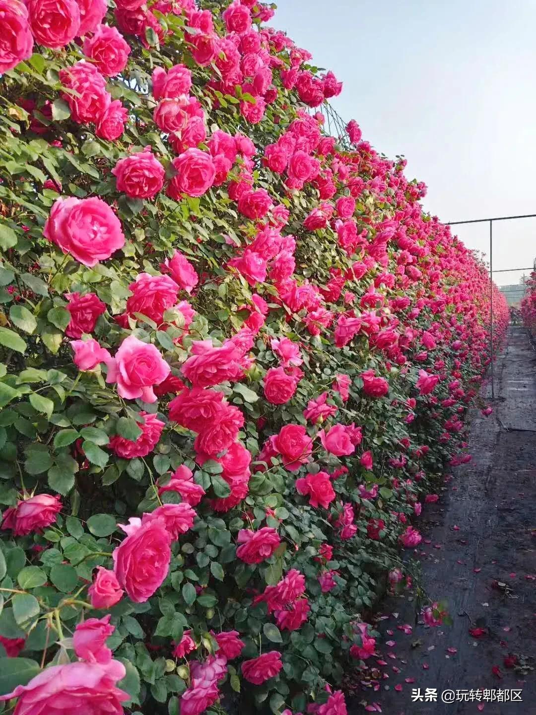 郫都区最美的花海,成都郫都花乡玫瑰开放了吗
