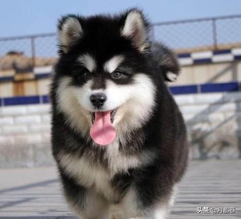 阿拉斯加纯种多少钱一只,纯种阿拉斯加和混血阿拉斯加