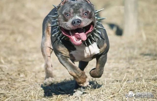 世上最贵的十种犬排行,狗中最贵的犬