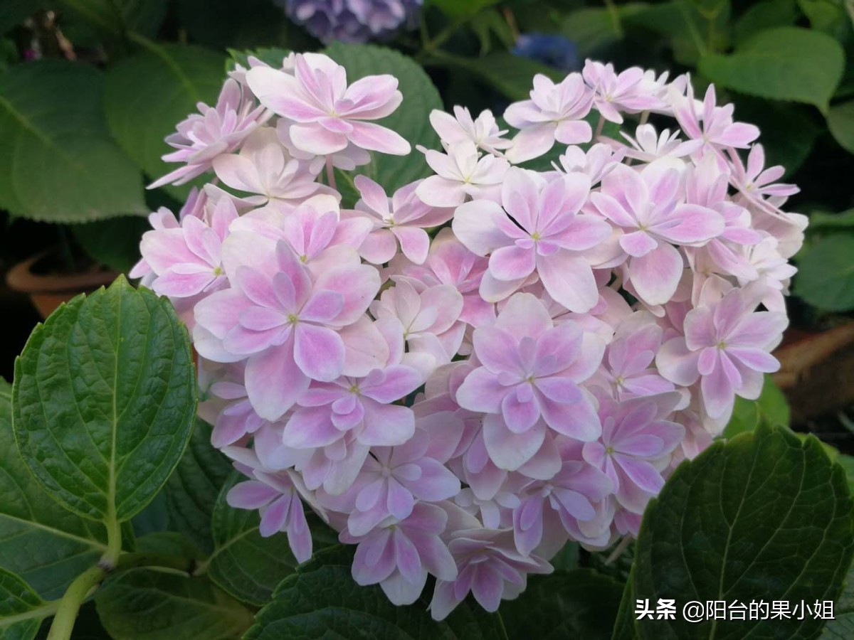 一年四季开花的绣球名字,6个颜色的绣球一起种