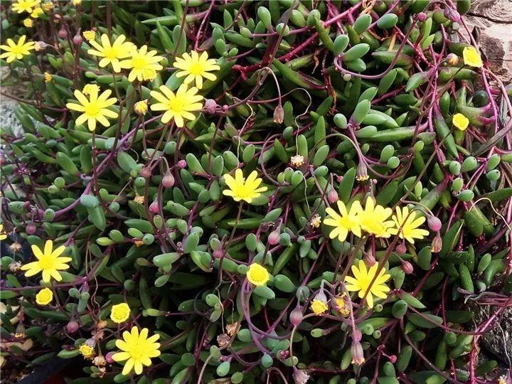 100种常见多肉的养法图片大全,60种好度夏的多肉植物