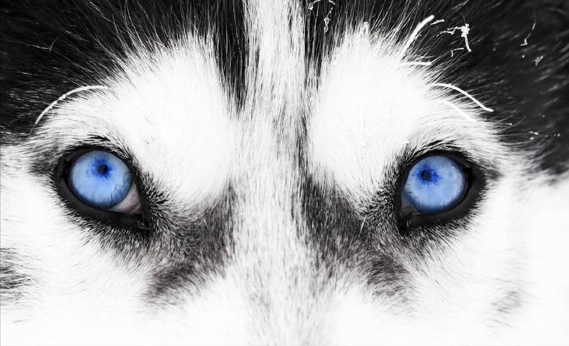 雪橇犬哈士奇西伯利亚,雪橇犬哈士奇为什么那么聪明