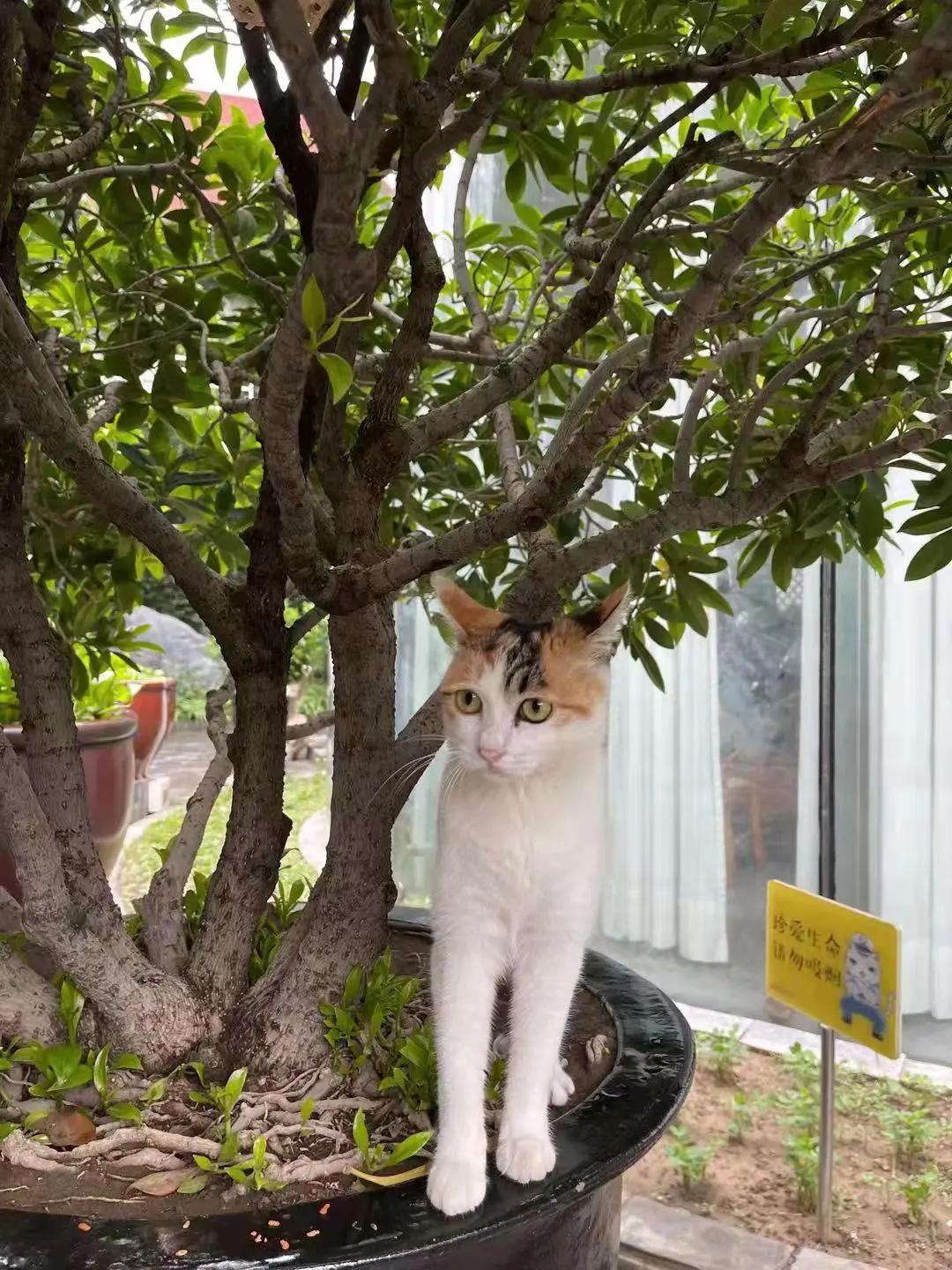 米麒麟：我掉缸怎么了？