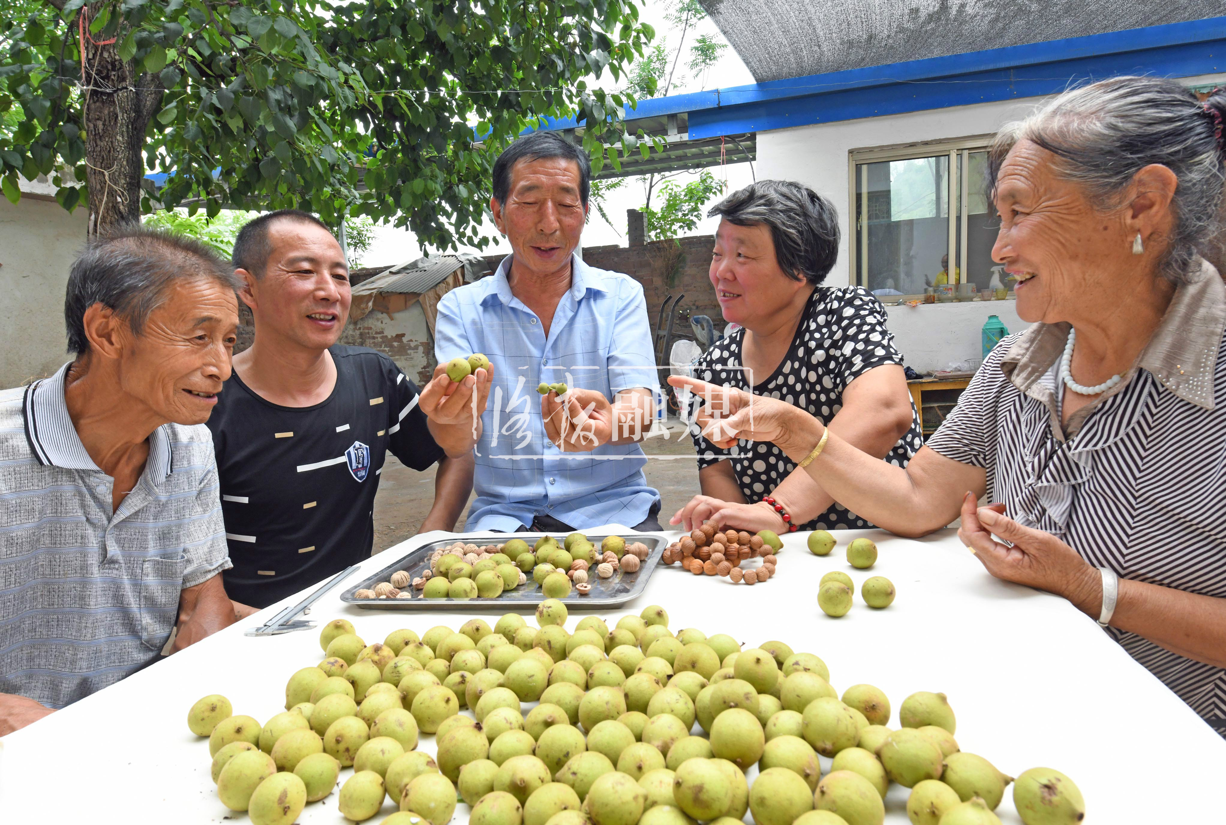 荒山种植核桃前景好,小核桃长成富民大产业
