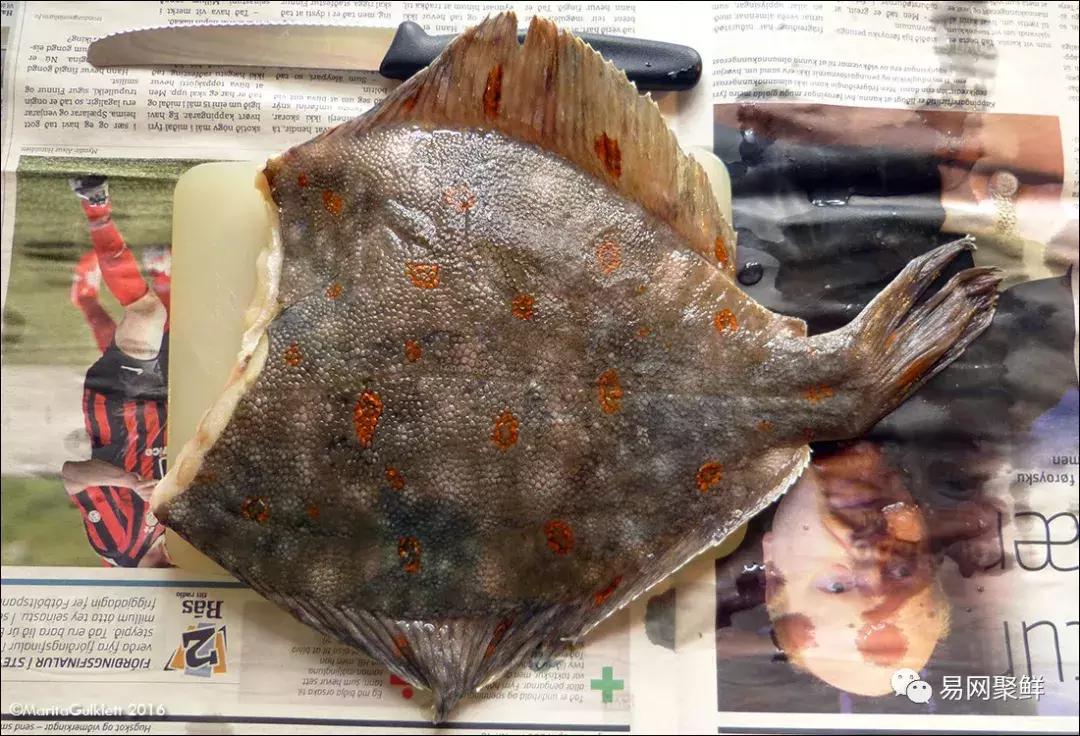 碟中鲽团购,鲽鱼推荐