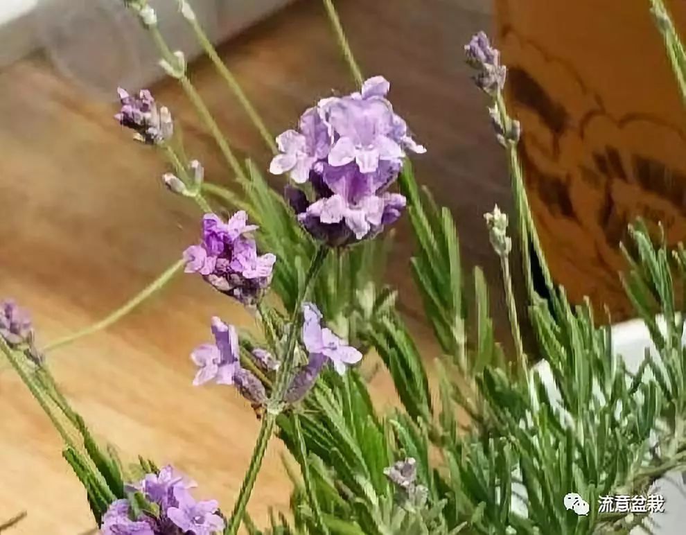 衣草的种植方法和注意事项图片,薰衣草用深盆还是浅盆种好看
