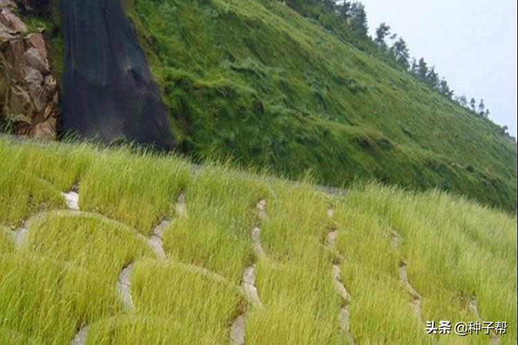 暖季型草坪有哪些,哪种暖季型草坪最适合在北方种植