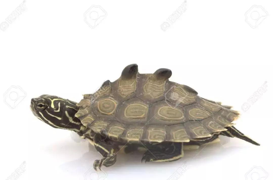 地图龟12cm成年了么,地图龟14到15厘米能生蛋吗