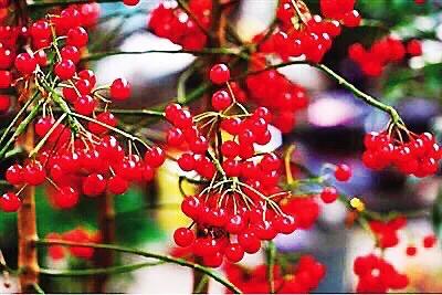 红豆是种子吗还是果实,红豆相思豆长什么样