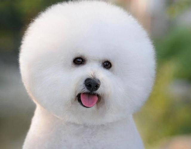 比熊犬冬天真的怕冷吗,比熊犬怕冷吗多少度合适