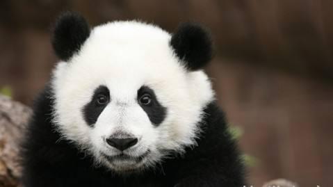 改革开放成都旅游,成都市旅游发展现状及问题分析