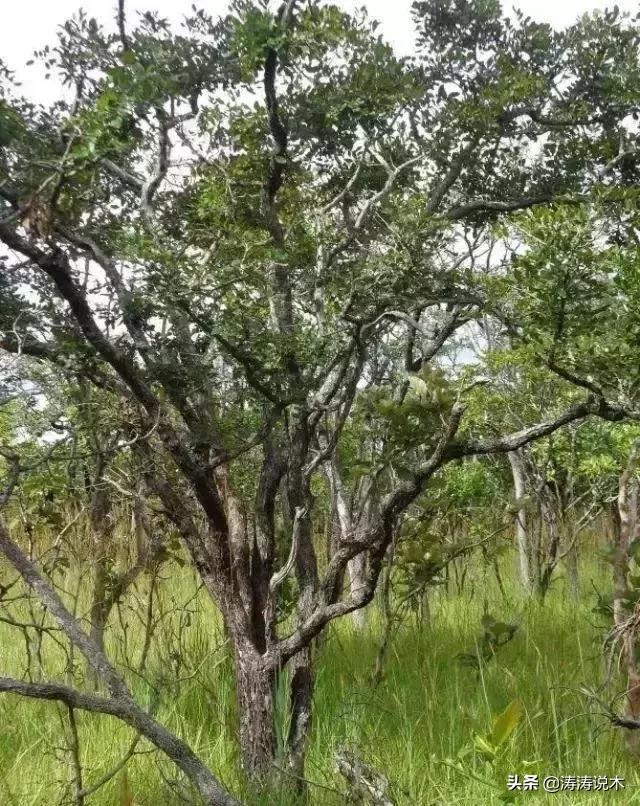 黑檀绿檀白檀,紫檀白角