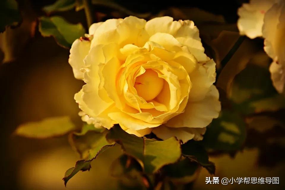 写关于滋味的作文,独特的滋味优秀作文叙事