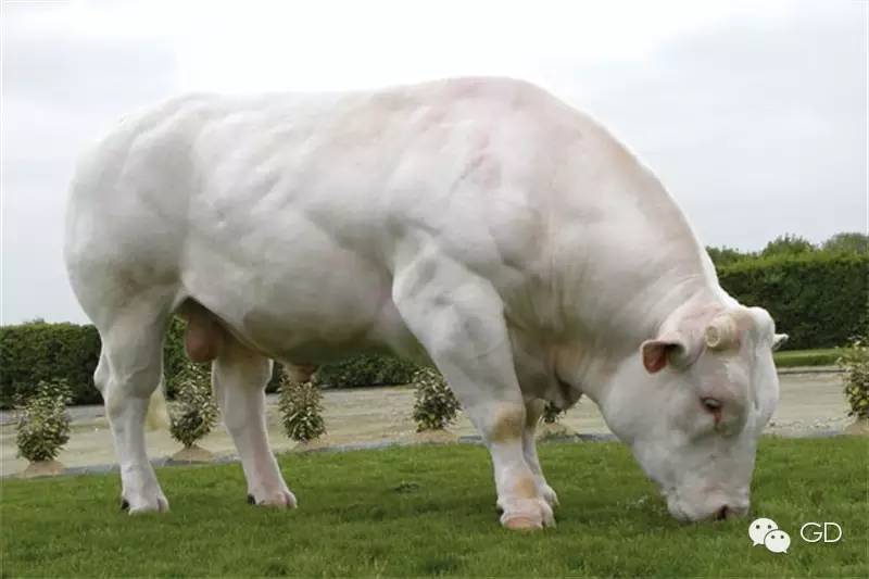 夏洛莱肉牛好还是西门塔尔好,外国大型肉牛夏洛莱居然这么大