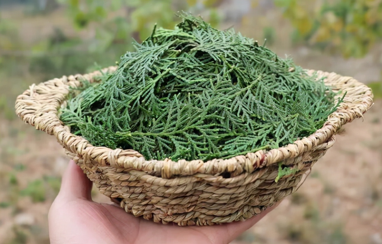 农村侧柏枝洗头,侧柏树被火烧