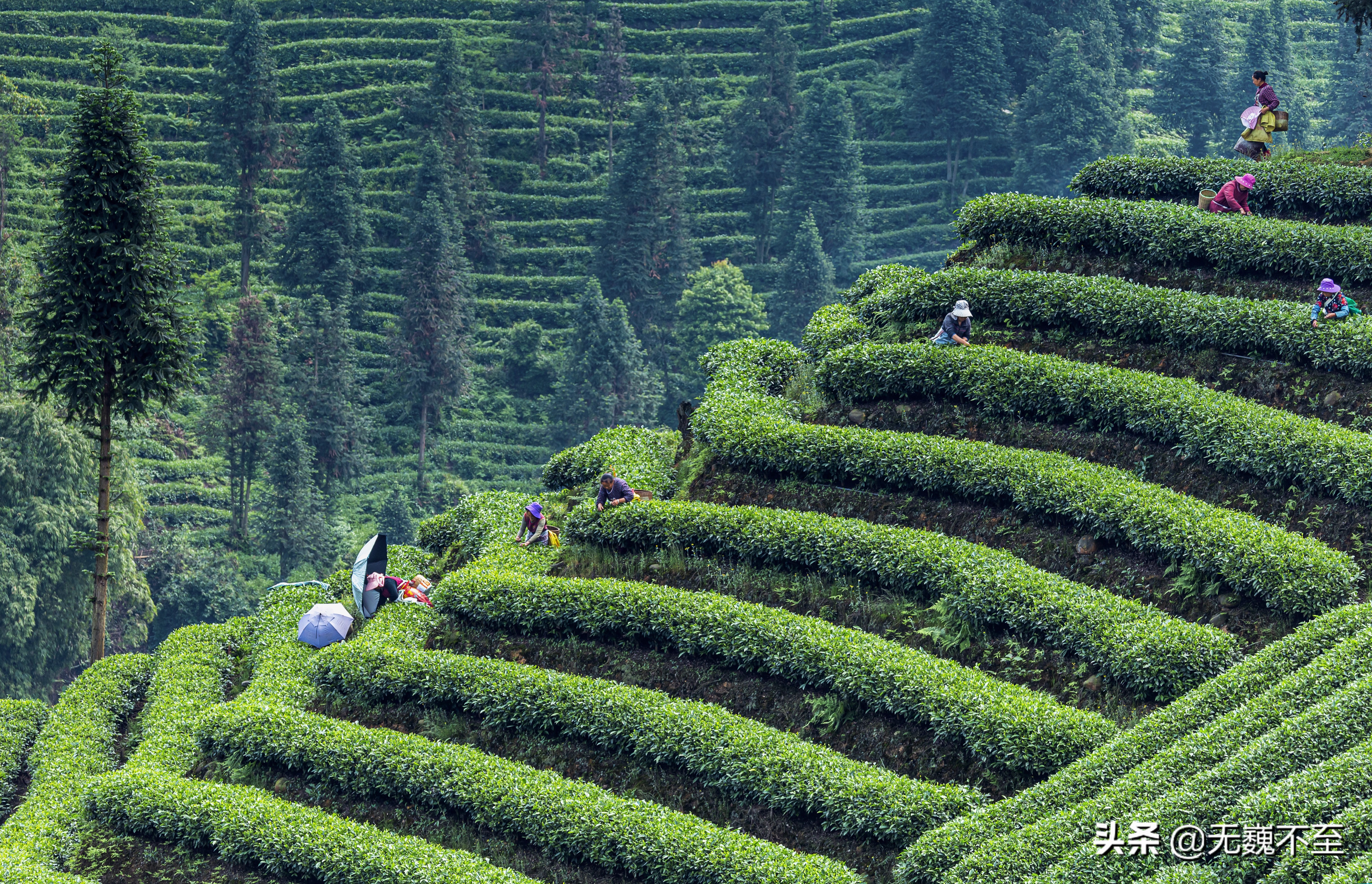 四川雅安牛碾坪万亩观光茶园绿道,雅安旅游景点十大排行榜牛背山
