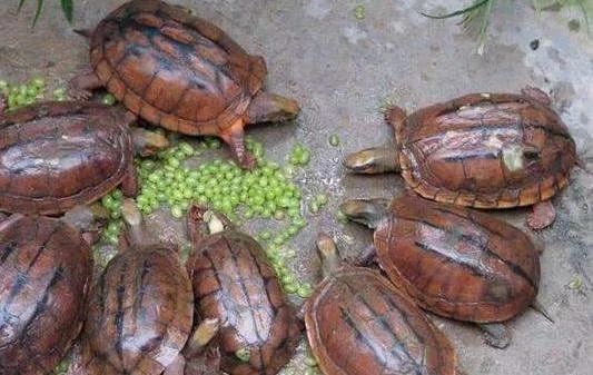 国龟之美黄喉,国龟的魅力