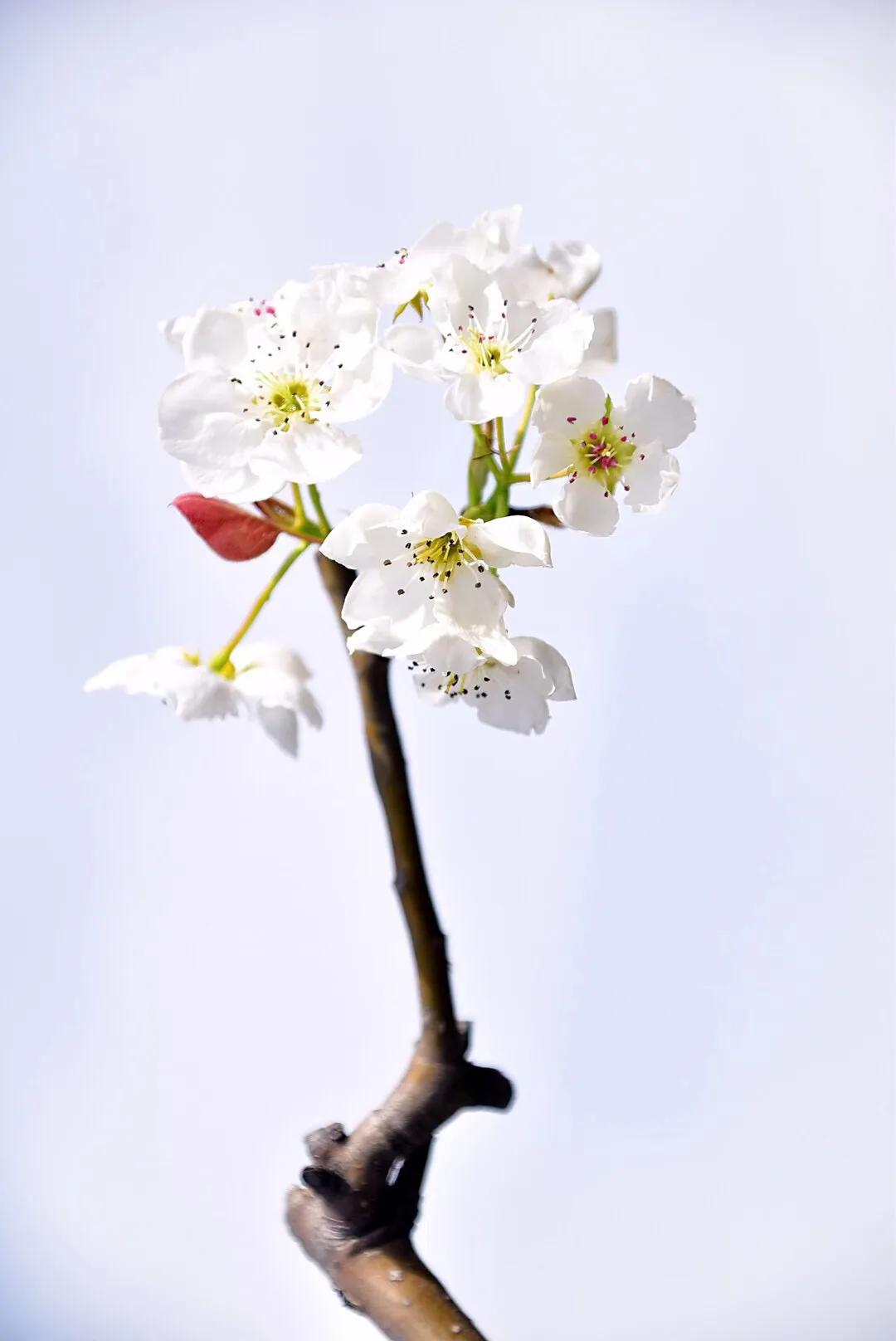 春游梨花林,邂逅三月梨花