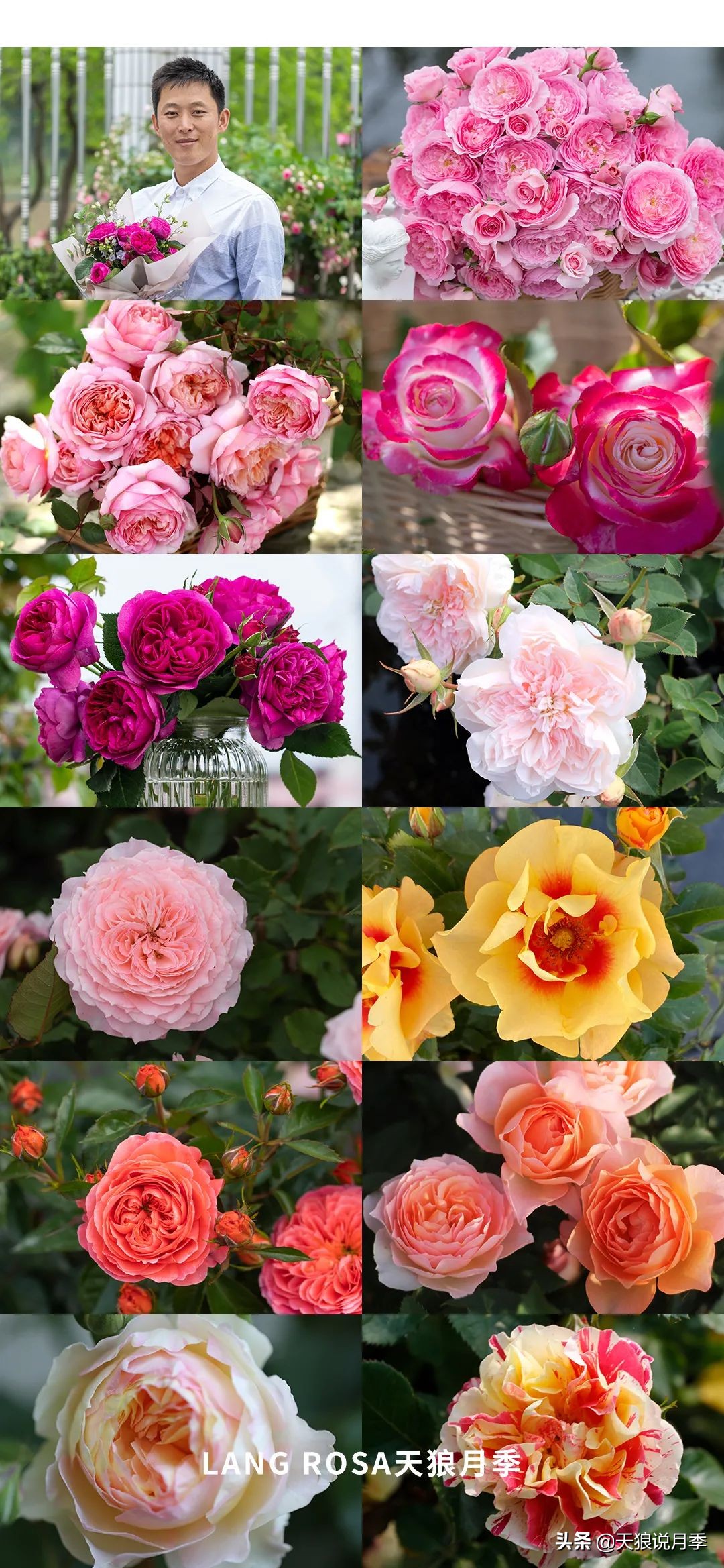 2022年天狼月季新品,月季天狼新品曝光
