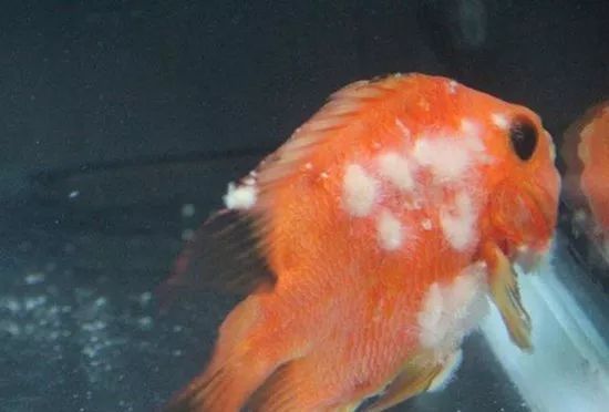 鱼掉鳞烂鳞是什么原因,鱼为什么会出现腐皮烂身